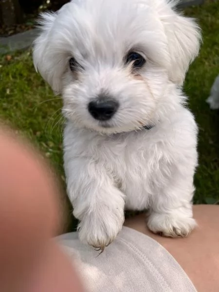 cucciolata di maltesi toy | Foto 0