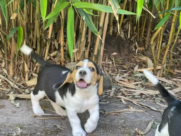 disponibilicuccioli di beagle | Foto 1