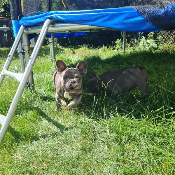 cuccioli di bulldog francese