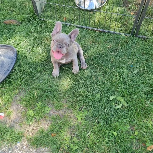 cuccioli di bulldog francese | Foto 1