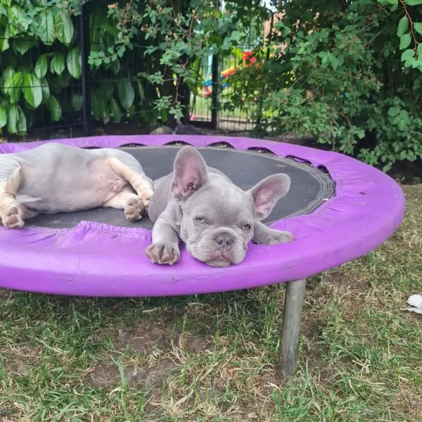 cuccioli di bulldog francese | Foto 0