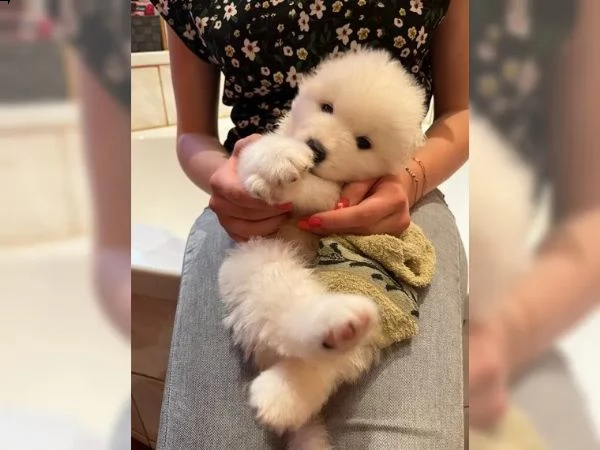 disponibili cuccioli samoiedo | Foto 3