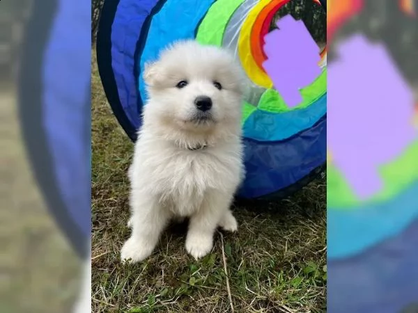 disponibili cuccioli samoiedo | Foto 2