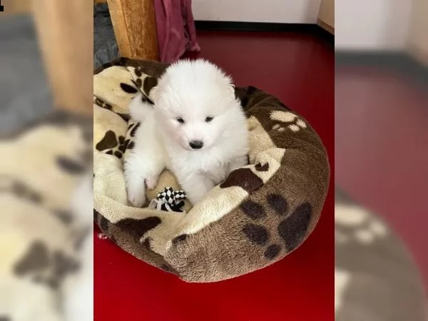 disponibili cuccioli samoiedo | Foto 1