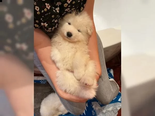 disponibili cuccioli samoiedo | Foto 0