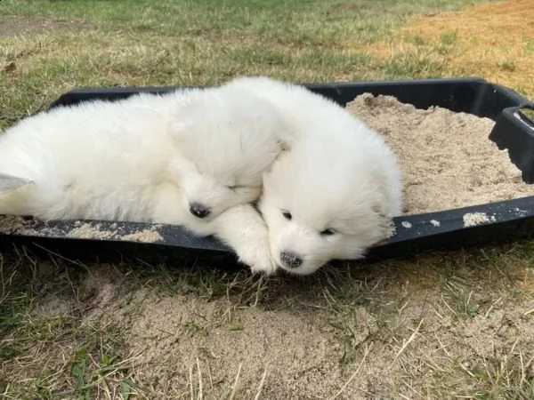 disponibili cuccioli samoiedo