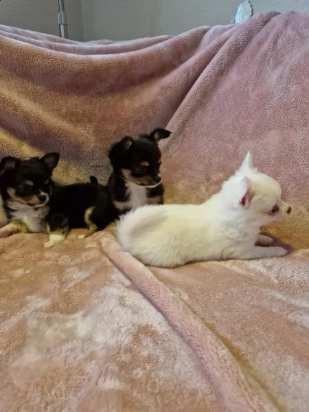 disponibili cuccioli di chihuahua | Foto 1