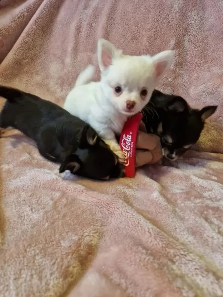 disponibili cuccioli di chihuahua
