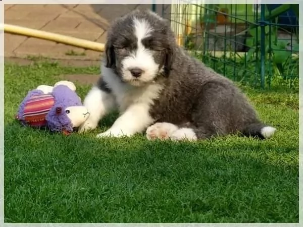 cuccioli di bearded collie | Foto 1
