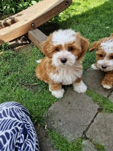 cuccioli di havanese disponibili | Foto 1