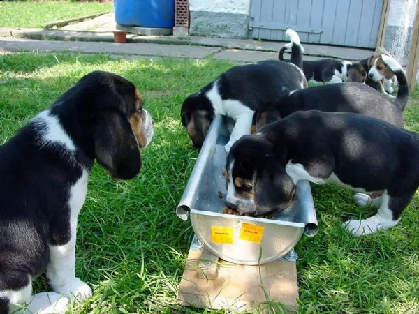 disponibili  cuccioli di beagle | Foto 1