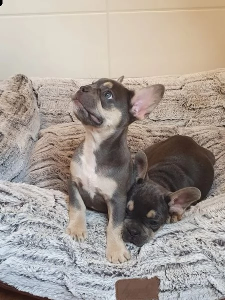 5 cuccioli di bulldog francese maschio e femmina