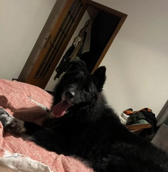 Regalo Thor | Foto 0