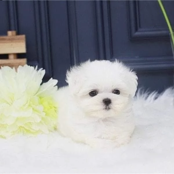 regalò maltese mini disponibile toy…. | Foto 0