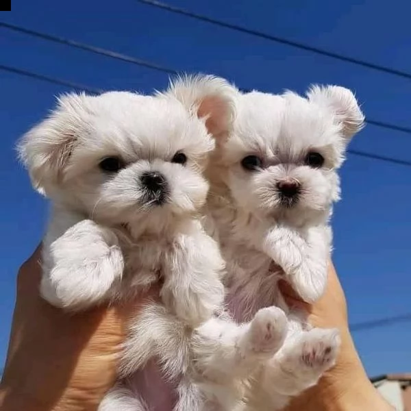 disponibili magnifici cuccioli di maltese maschi e femmine