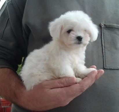 adorabili cuccioli maltesi per amanti degli animali maschi e femmine | Foto 0