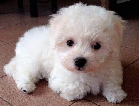 adorabili cuccioli maltesi per amanti degli animali maschi e femmine