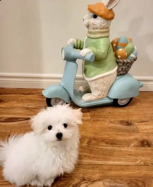 adorabili cuccioli di maltese da tè per una famiglia amorevole abbiamo adorabili cuccioli maltesi ma