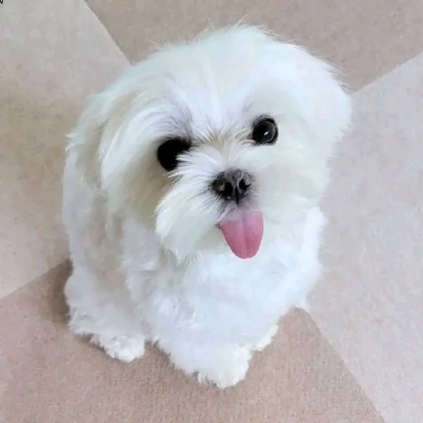 fantastico italiano maltese disponibile per l'adozione un maschio e una femmina ora abbiamo registra | Foto 0