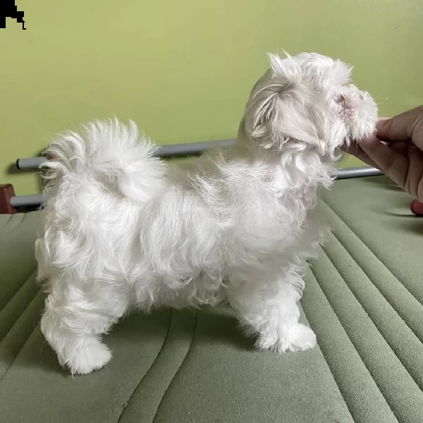 regalò maltese mini disponibile [at][at][at][at][at] | Foto 0