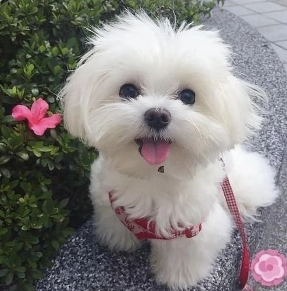 mini maltese toy disponibile maschio e femmina “””””