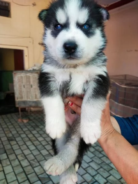 cuccioli di husky siberiano disponibili per la vendita
