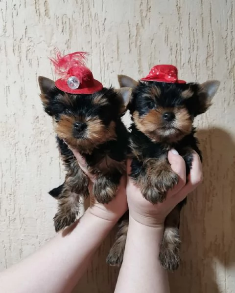 disponibili cuccioli di yorkshire terrier