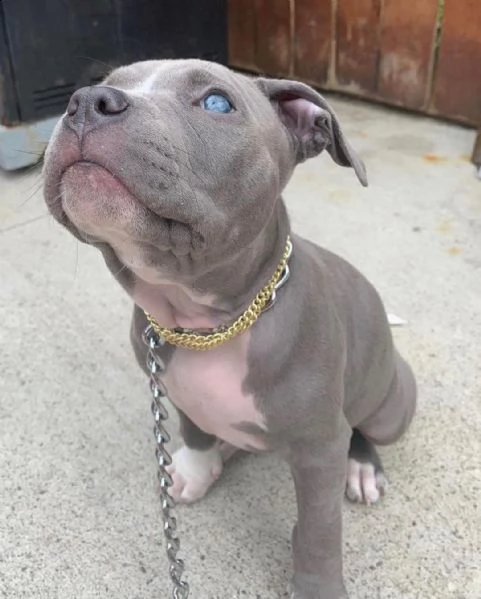 cuccioli di pitbull maschio e femmina in adozione | Foto 1