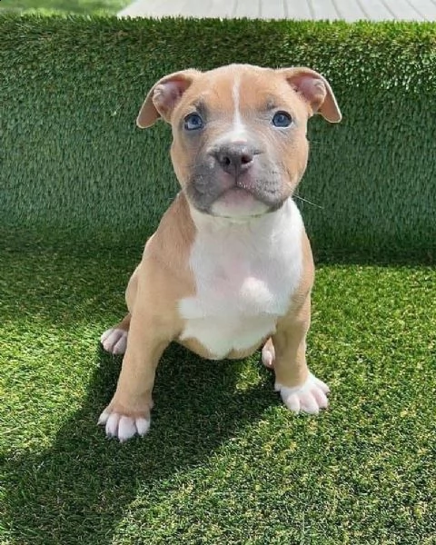 cuccioli di pitbull maschio e femmina in adozione | Foto 0