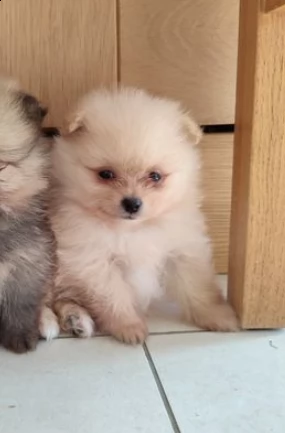 cuccioli di pomerania