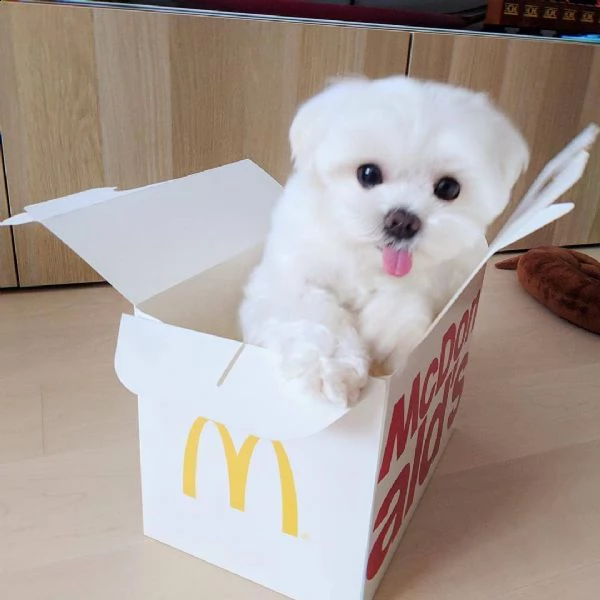 regalo maltese maschio e femmina disponibile