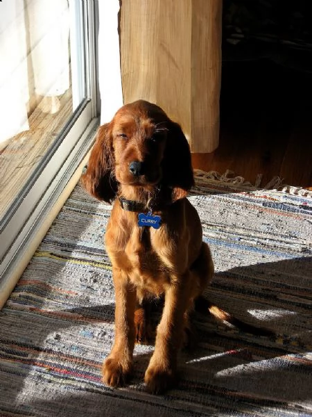 cuccioli di setter irlandese