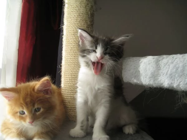 cucciolo Maine Coon Disponibili 