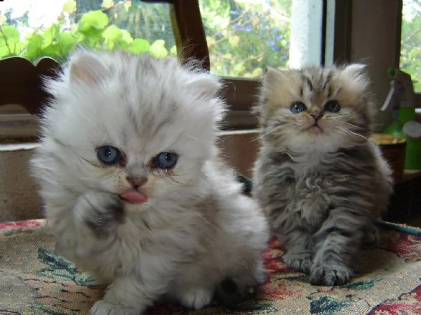 bellissimi gattini persiani | Foto 0