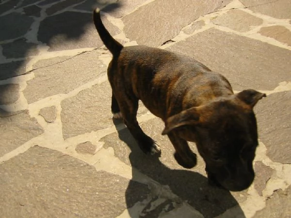 cuccioli di staffordshire bull terrier | Foto 0