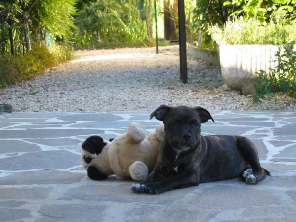 cuccioli di staffordshire bull terrier
