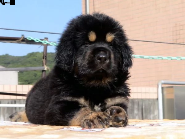 disponibili cuccioli di mastino tibetano | Foto 0