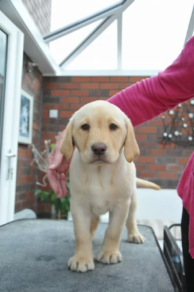 cuccioli labrador retriever 