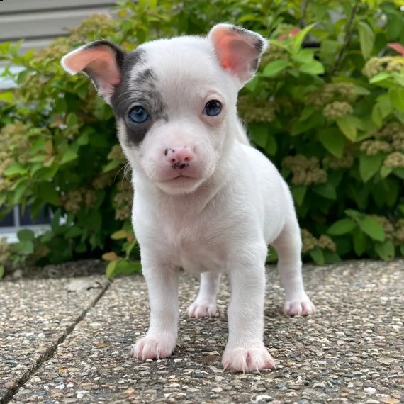 regalo cuccioli  di chihuahua