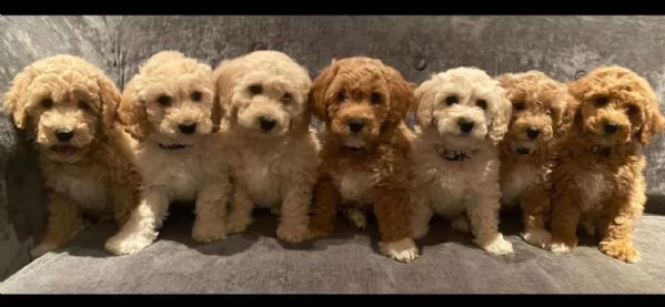regalo cuccioli di barboncino femminucce e maschietti disponibili .