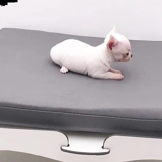 mini chihuahua disponibile - | Foto 0
