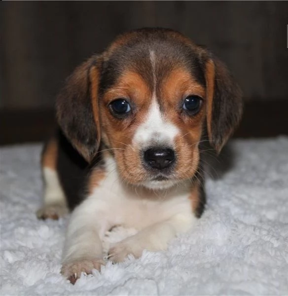 cuccioli di beagle | Foto 1