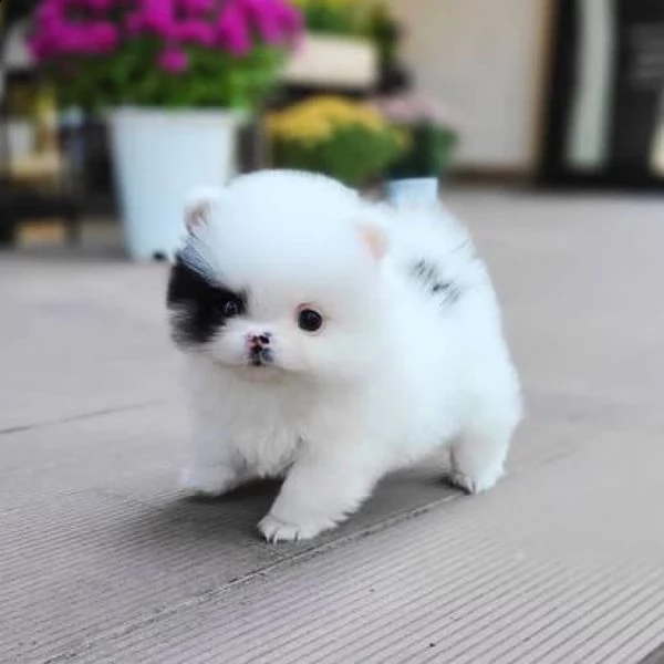 bellissimi cuccioli di pomerania disponibili | Foto 1