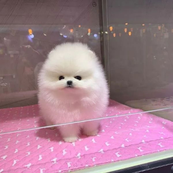 bellissimi cuccioli di pomerania disponibili | Foto 0