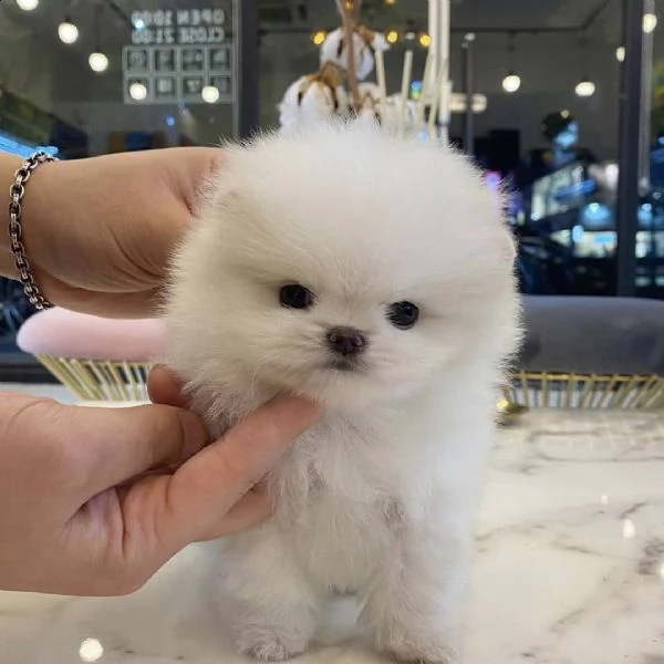 bellissimi cuccioli di pomerania disponibili
