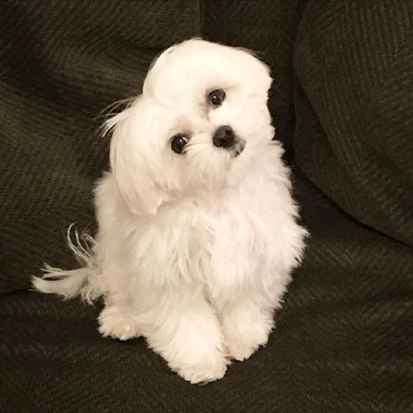 maltese toy cuccioli