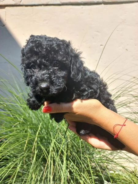 barboncino nano cuccioli | Foto 6