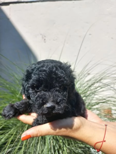 barboncino nano cuccioli | Foto 5