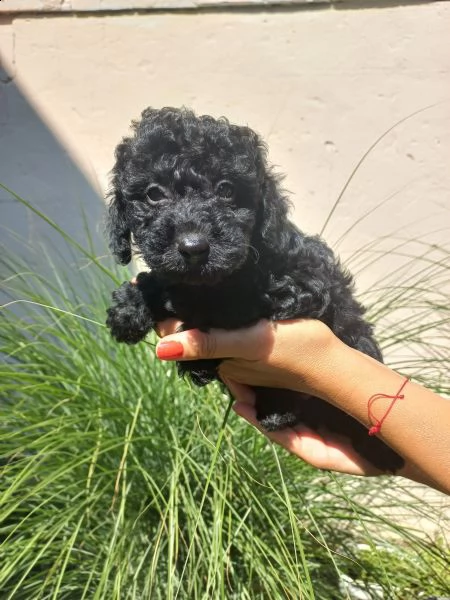 barboncino nano cuccioli | Foto 4