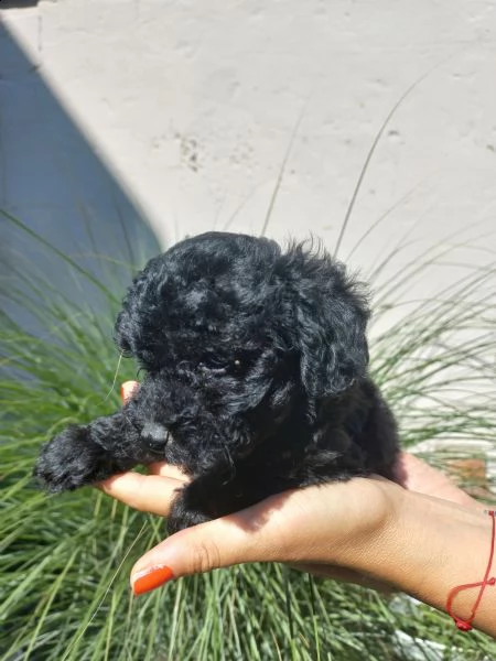 barboncino nano cuccioli | Foto 3